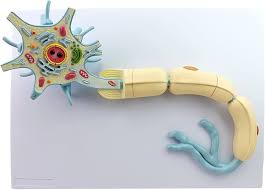 Neuron Model