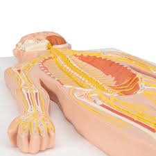 Nervous System Models