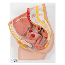 Female Pelvis Model