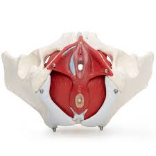 Pelvic Floor Muscles