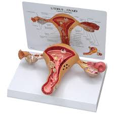 Uterus Model