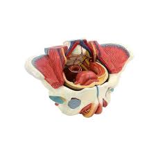 Genital and Pelvis Models