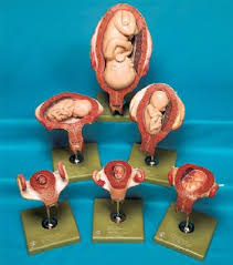 Fetal Development Set