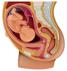Pregnancy Uterus Cross Section