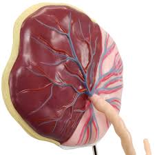 Placenta and Umbilical Cord