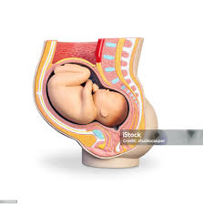 Pregnancy Models