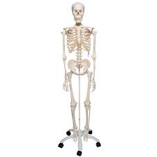 Full Skeleton Model