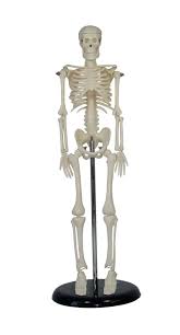 Mini Skeleton