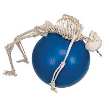 Flexible Skeleton