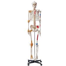 Human Skeleton Models