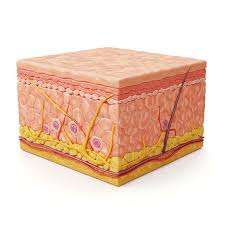 Skin Cross Section Model