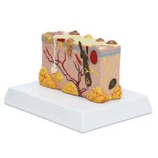 Skin Pathology Model