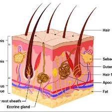 Hair Follicle and Gland
