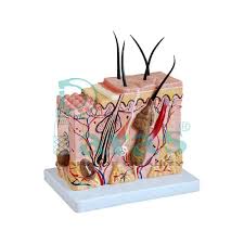 Skin Models