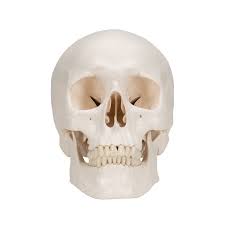Classic Human Skull