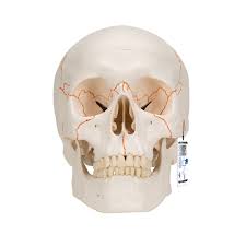 3-Part Skull Model