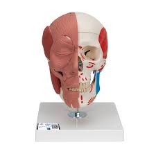 Muscle Skull