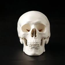 Human Skull Models