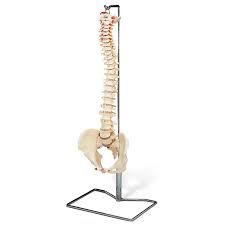 Full Spine Model