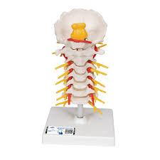 Cervical Spine