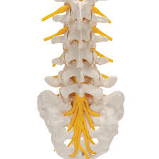 Lumbar Spine