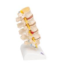 Degenerative Spine