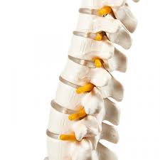 Human Spine Models