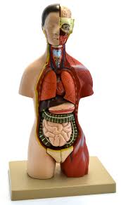 Half Torso Model
