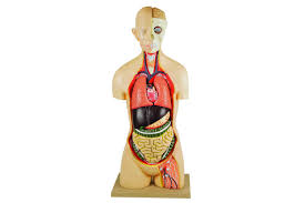 Full Torso