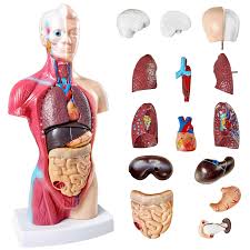 Removable Organs