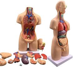 Organ Training Torso