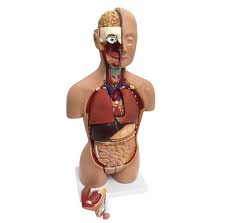 Human Torso Models
