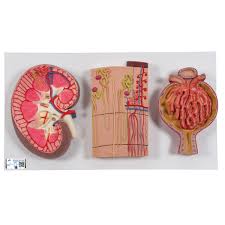 Kidney Anatomy Model