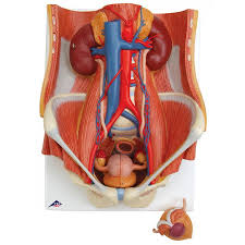 Urinary System Model