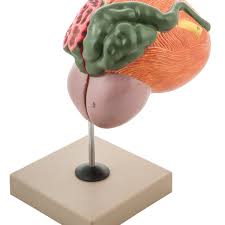 Bladder and Prostate