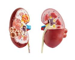 Urology Models