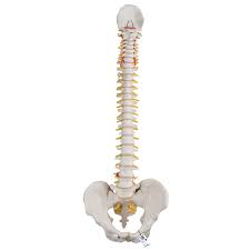 Complete Spine Column