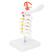 Vertebra Models